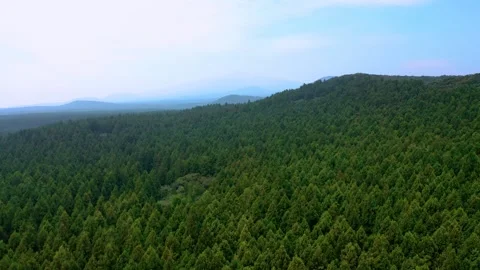Aerial view of Saryeoni Forest Path in Jeju Island, South Korea Stock Footage 296557592