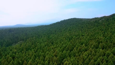 Aerial view of Saryeoni Forest Path in Jeju Island, South Korea Stock Footage 296558314