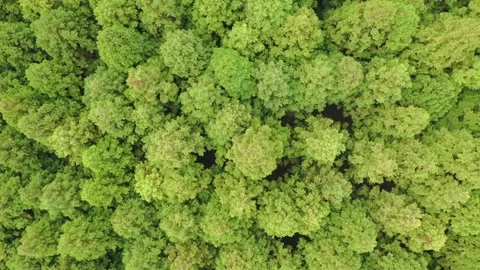 Aerial view of Saryeoni Forest Path in Jeju Island, South Korea Stock Footage 296558374