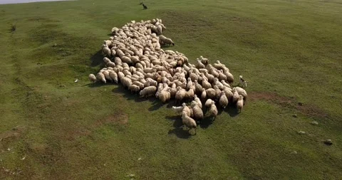 Aerial view Of scared Sheep Herd Moving and running Stock Footage 130595147