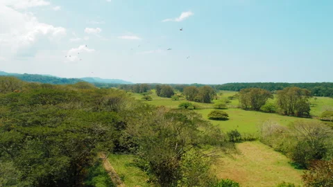Aerial view of scarlet macaws flying over lush green tropical landscape Stock-Footage 341351595