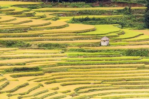 Aerial view of the scene of rice fields in Yuanyang Terrace Scenic Area Stock Photos