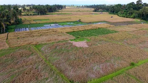 Aerial View of Scenic Rice Fields and Subak Irrigation System in Bali Stock Footage 333580991