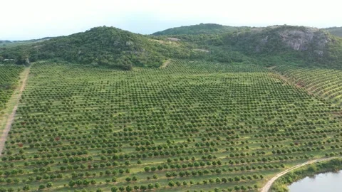 Aerial view of scenic rows of fruit trees. Beautiful food farm in South Africa Vídeo Stock 151956497