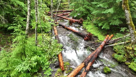Aerial View of Scenic Stream in Mt. Hood National Forest, Oregon Stock-Footage 282554554