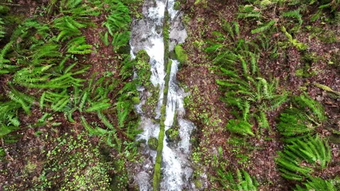 Aerial View of Scenic Stream Running Through a Green Forest in Oregon Stock Footage 263929338
