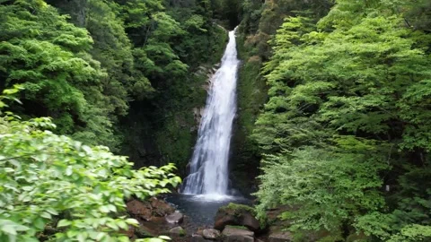 Aerial View of a Scenic Waterfall Surrounded by Green Forest in Early Morning Video stock 335760862
