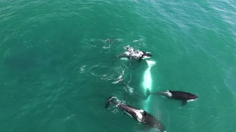 Aerial view school Orca killer whale killing on humpback whale on ocean water. Stock Footage 196140580