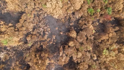 Aerial View of Scorched Tree Canopy The Concept of Drought Stock-Footage 323000486