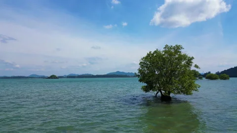 Aerial view sea beach wave with tropical forest Stock Footage 229342470