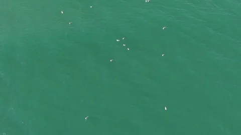 Aerial view of seabirds floating on emerald sea Stock Footage 328571777