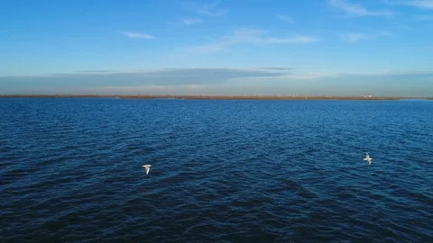 Aerial view of seagulls flying over ocean water, Netherlands. Stock Footage 101566914