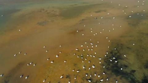 An aerial view of seagulls on the shallows. Stock-Footage 150684324