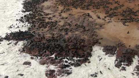 Aerial View of Seal Colony at Cape Cross Seal Reserve, Skeleton Coast, Namibia Stock Footage