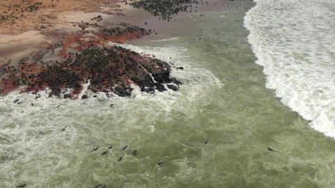 Aerial View of Seal Colony at Cape Cross Seal Reserve, Skeleton Coast, Namibia Stock Footage