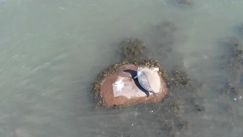 Aerial view of a seal Stock Footage 142704865