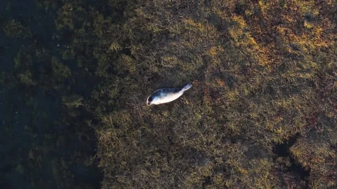 Aerial view of seal resting on algae, Iceland. Stock Footage 317082081