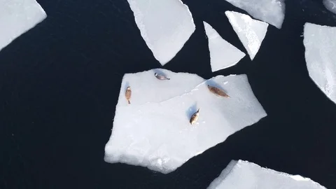 Aerial view of seals on the ice. Stock Footage 125291260