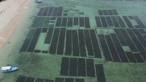 Aerial view of seaweed plantation Stock Footage 226188053