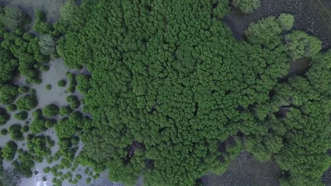 Aerial view serangan mangrove forest Stock Footage