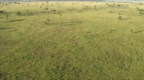 Aerial view of the Serengeti Stock Footage