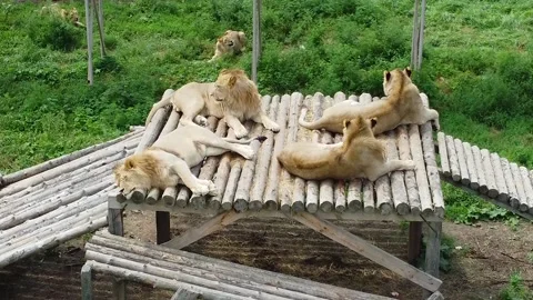 Aerial view, several lions lie on a wooden platform Stock Footage 209166312
