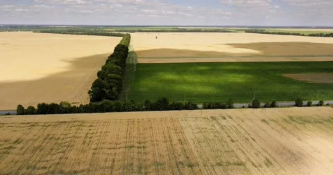 Aerial view: Shadows from clouds on wheat fields. Stock Footage 135733921
