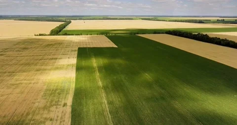 Aerial view: Shadows from clouds on wheat and soy fields. Stock Footage 135734791