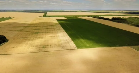 Aerial view: Shadows from clouds on wheat and soy fields. Stock Footage 135734809