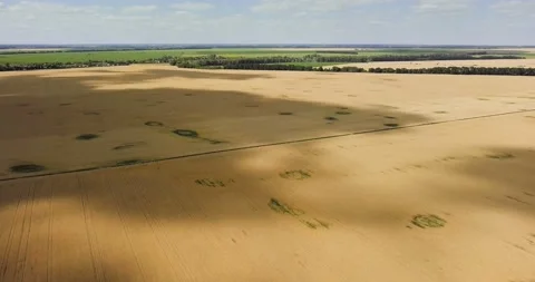 Aerial view: Shadows from clouds on wheat fields. Video stock 135737575
