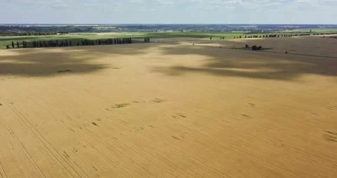 Aerial view: Shadows from clouds on wheat fields. Stock Footage 135737639