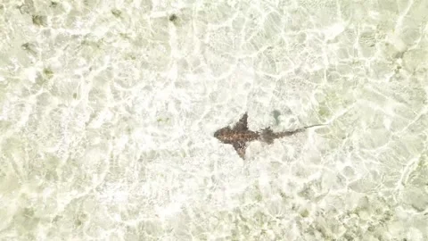 Aerial view of a shark in the Los Roques archipelago, Venezuela. Video stock 345416164