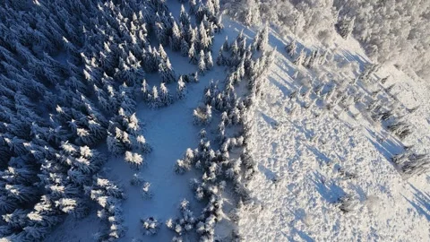 Aerial view of sharp boundary between sunlit snowy slope and dense forest in Video stock 322660952