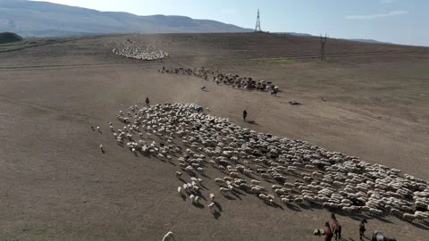 Aerial View of Sheep and Cattle Herds Grazing on Dry Steppe Landscape Stock-Footage 321345787
