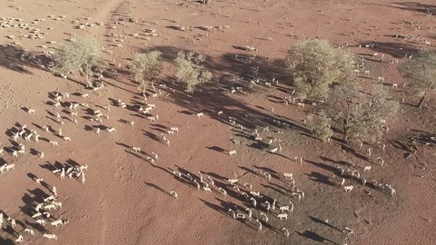 Aerial view of sheep, crows and galahs in outback Australia Stock Footage 92519894