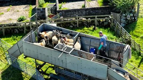 Aerial view of sheep dipping using a mobile dipper at Ballygawn Farm Co Ant.. Stock-Fotos