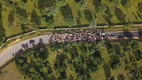 Aerial view of a sheep flock blocking a rural road Stock Footage 328166416