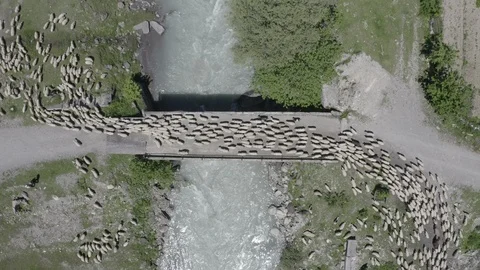 Aerial view of sheep flock going on the bridge over the mountain river, Georgia Stock Footage 123480210