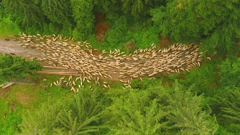 Aerial view of sheep flock moving through forest path in ROMANIA. Stock Footage 346622340