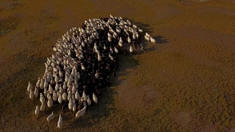 Aerial view of a sheep &amp; goat &amp; mutton herd on a Mongolian steppe. Stock Footage 90222164