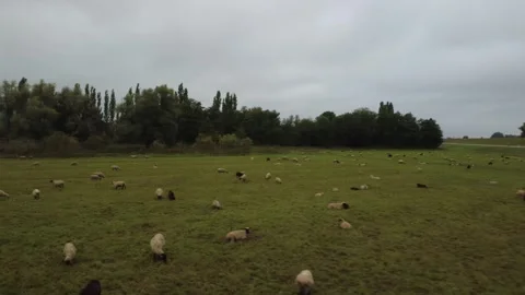 Aerial view of sheep grazing on green fields in early summer morning Stock Footage 328548701