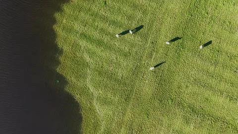 Aerial View of Sheep Grazing, Stranded By Flood Water Video stock 294094311