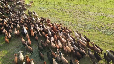 Aerial view at the sheep herd. Herd of sheep on beautiful mountain meadow. Video stock 157425880