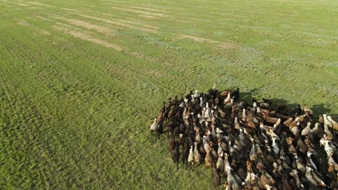 Aerial view at the sheep herd. Herd of sheep on beautiful mountain meadow. Video stock 157443191