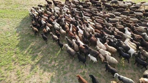 Aerial view at the sheep herd. Herd of sheep on beautiful mountain meadow. Stock Footage 157443356