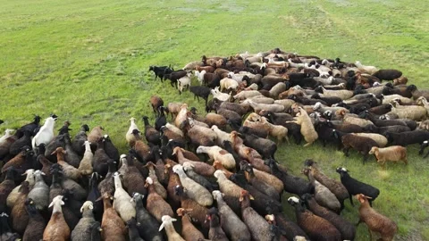 Aerial view at the sheep herd. Herd of sheep on beautiful mountain meadow. Video stock 157443910
