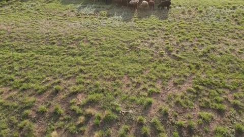 Aerial view at the sheep herd. Herd of sheep on beautiful mountain meadow. Video stock 157444088