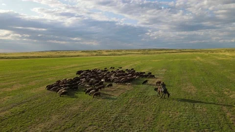Aerial view at the sheep herd. Herd of sheep on beautiful mountain meadow. Video stock 157444143