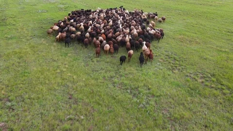 Aerial view at the sheep herd. Herd of sheep on beautiful mountain meadow. Video stock 157590442