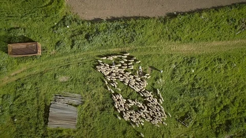 Aerial view of the sheep herd moving around on farmland in Greece. Stock Footage 94312469